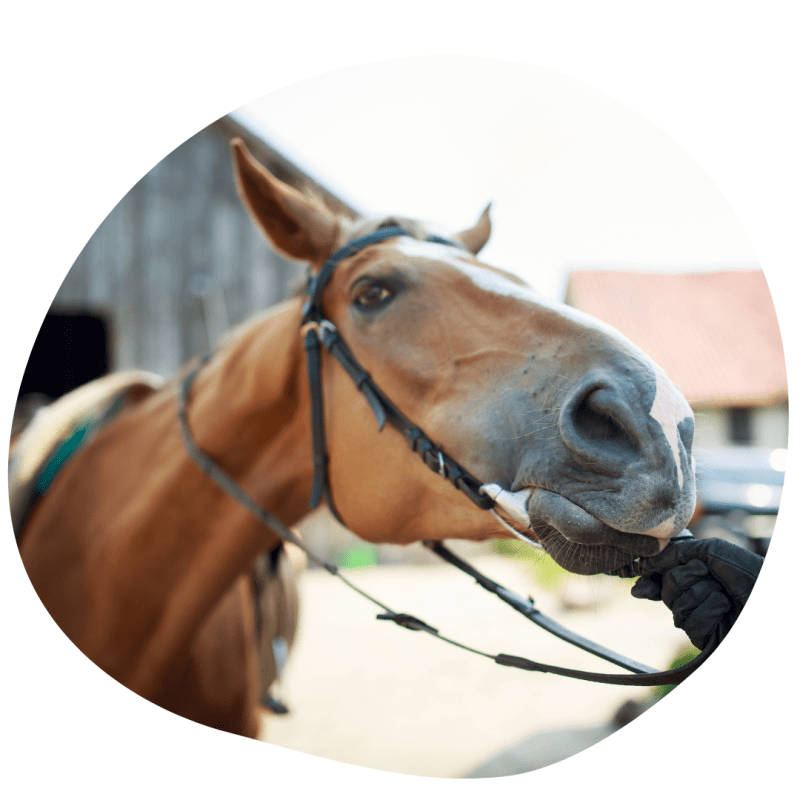 How to Get a Horse to Move Forward: Training for&nbsp;Responsiveness