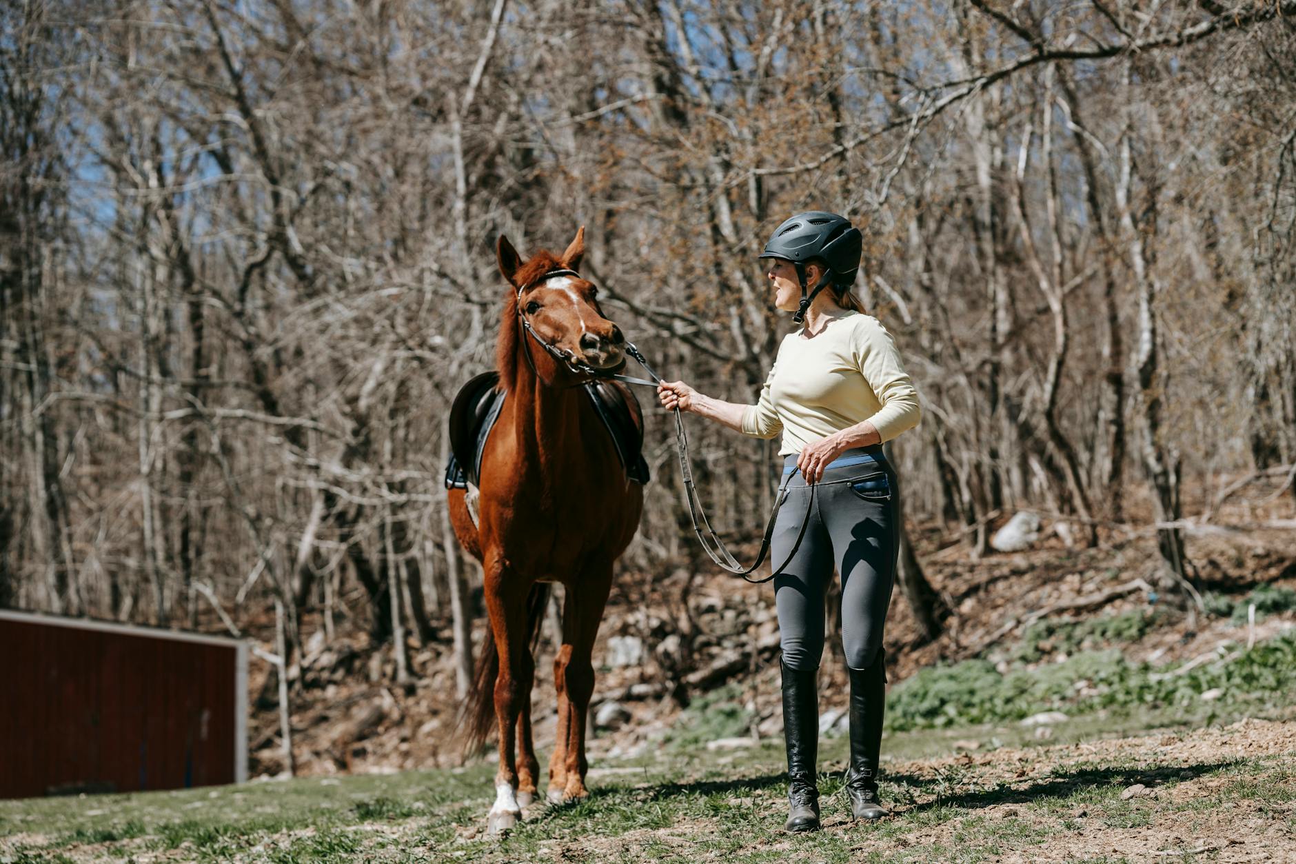 A rider practicing groundwork with their horse, as the horse resists moving forward, demonstrating a common responsiveness issue in horse training.