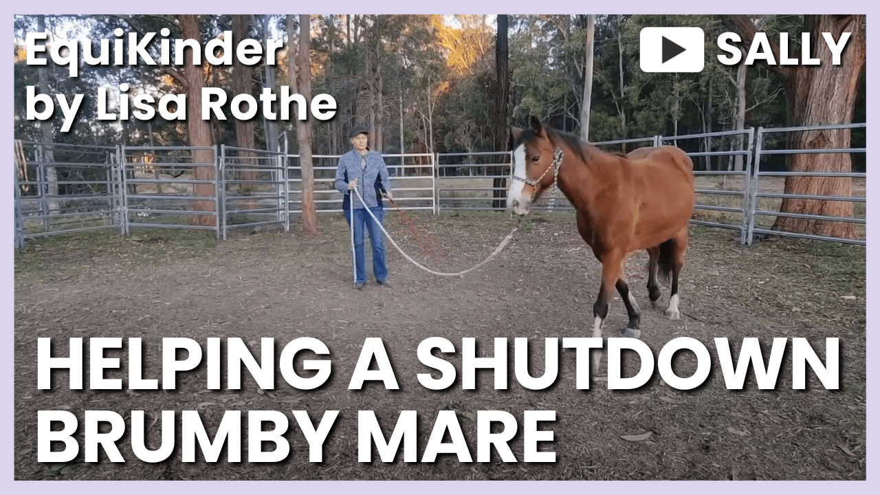Helping the Shutdown Brumby Mare&nbsp;Sally