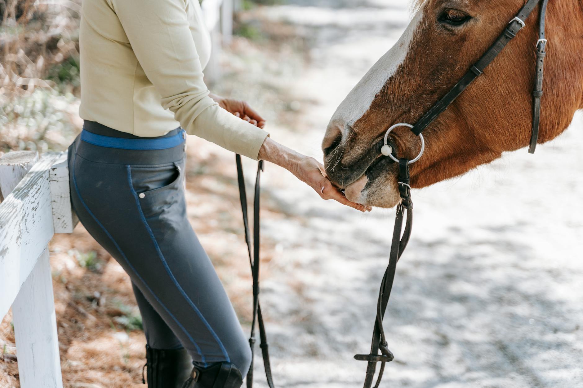 Settling the Debate: Should You Train Your Horse with Food Rewards or Pressure &&nbsp;Release?