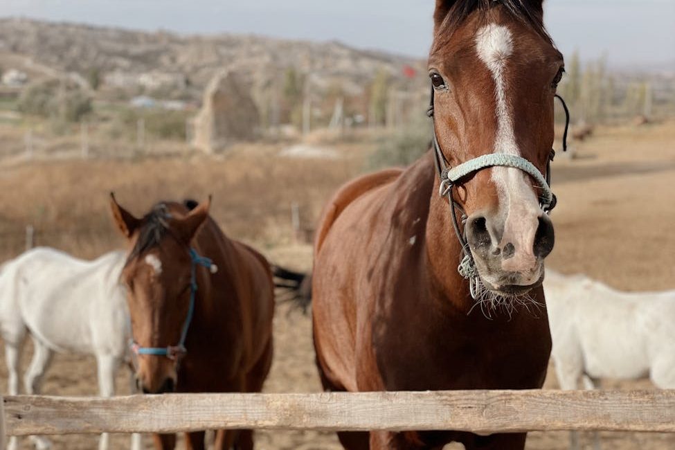 Clear Boundaries, Calm Horses: How Leadership Builds&nbsp;Trust