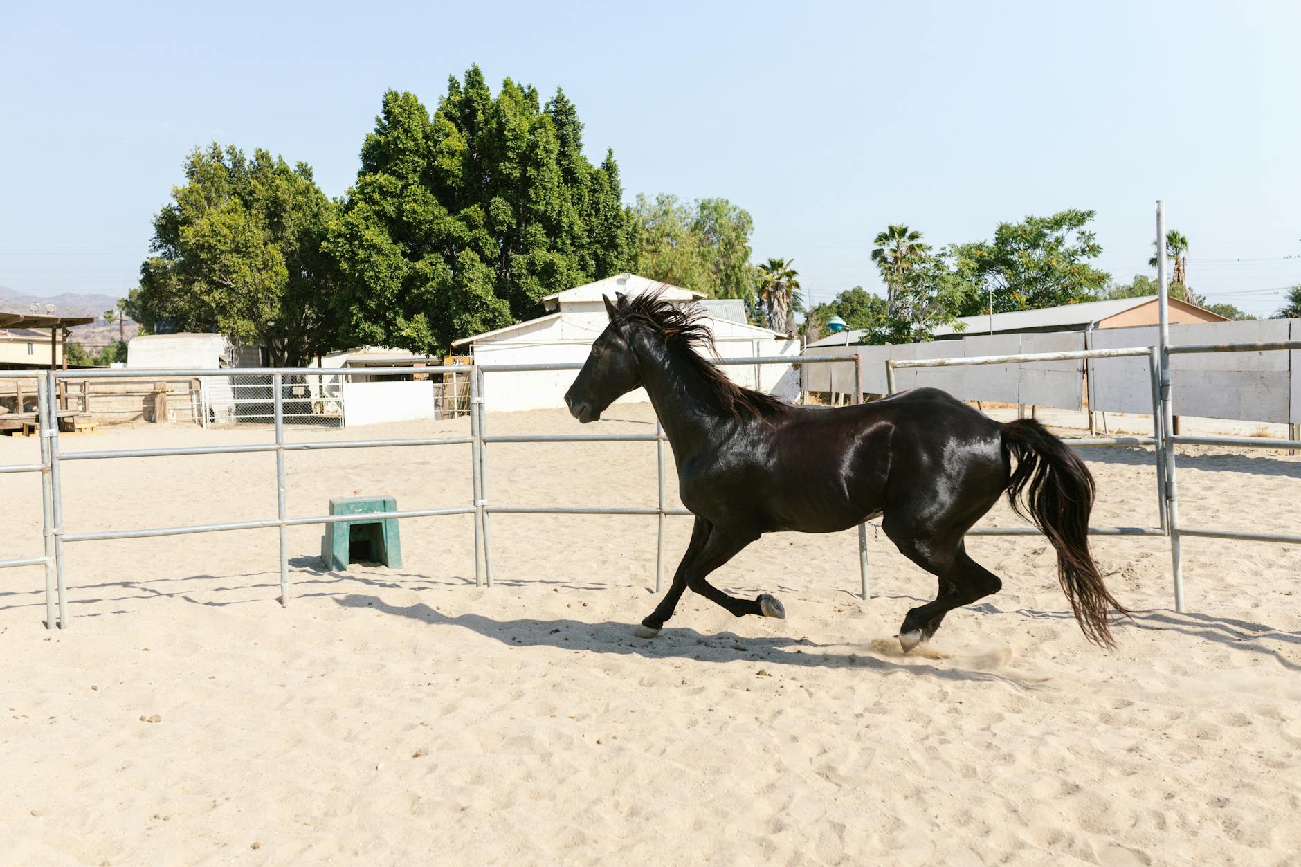 When Training Fails: What Your Horse Is Trying to Tell&nbsp;You