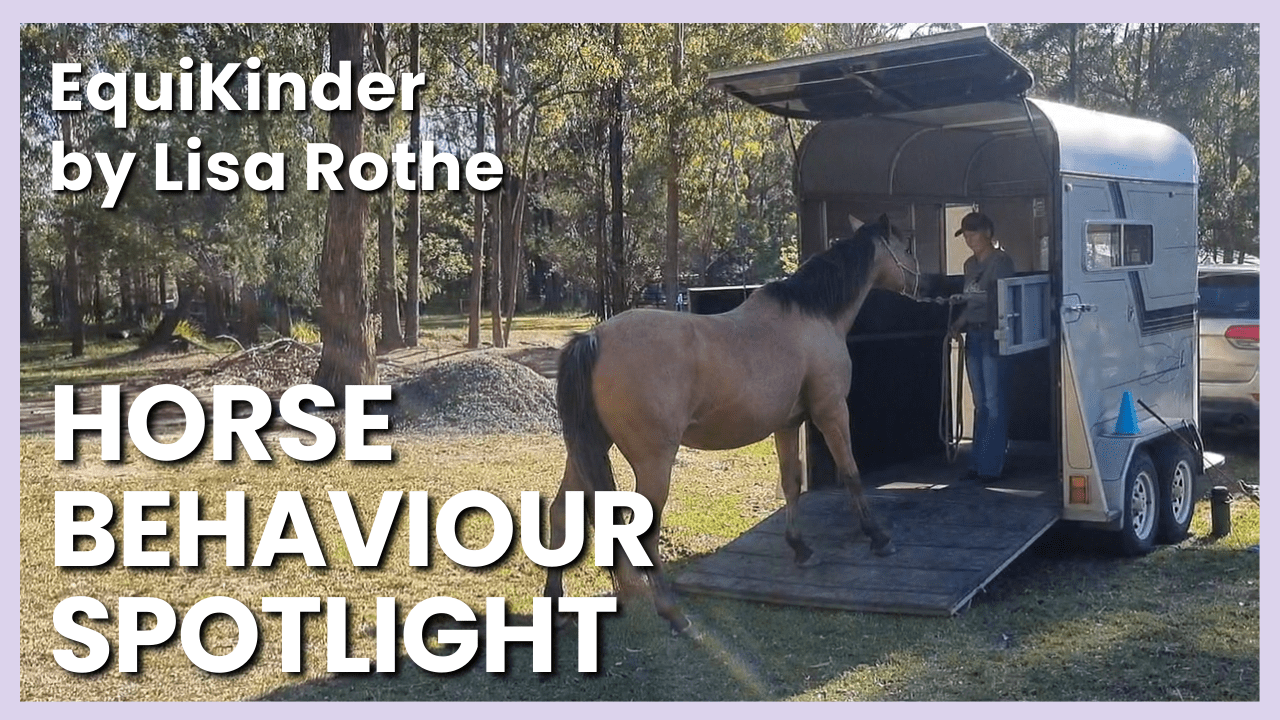 Horse Behaviour Spotlight: One-Off Training Session&nbsp;Videos