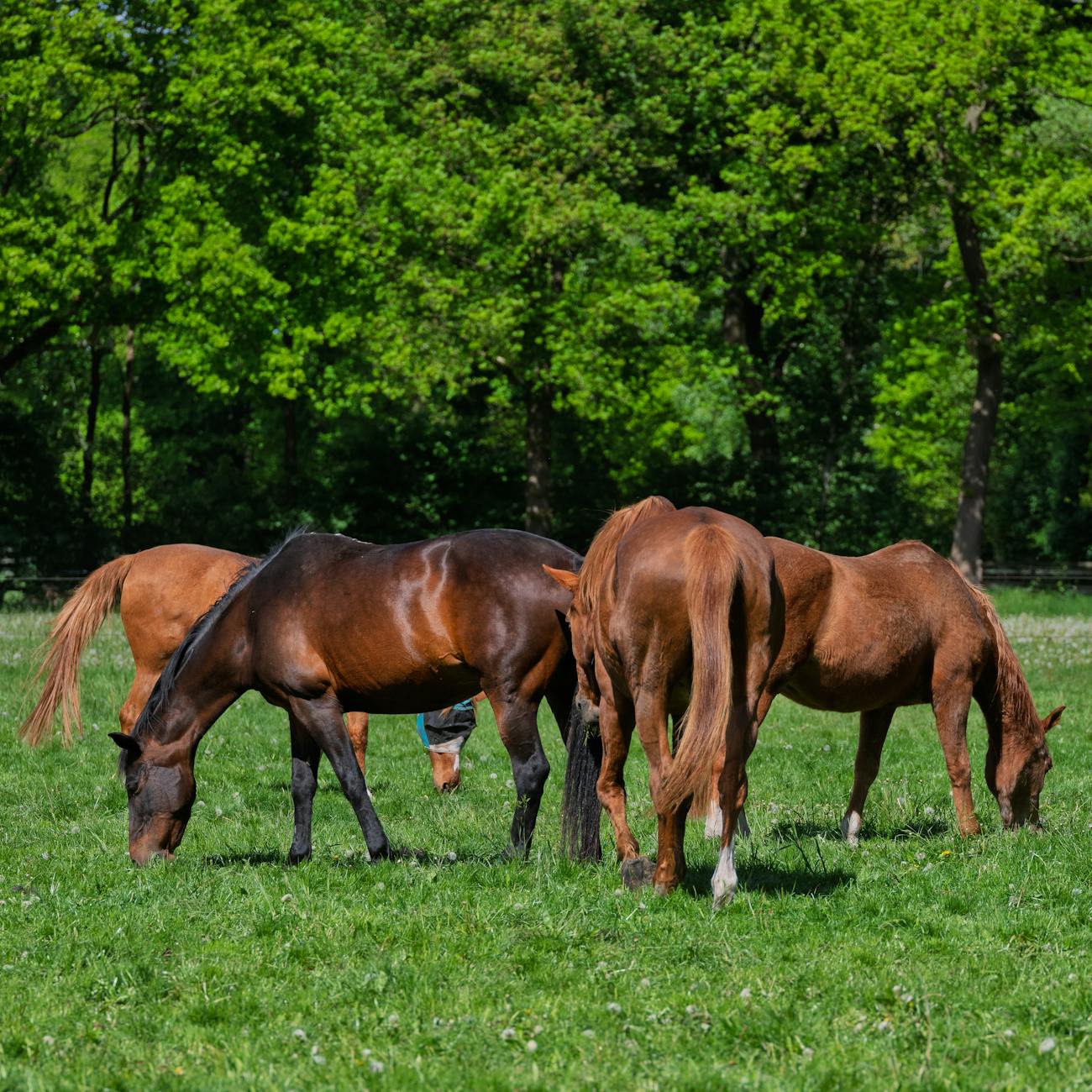Are Friends, Forage and Freedom&nbsp;Enough?